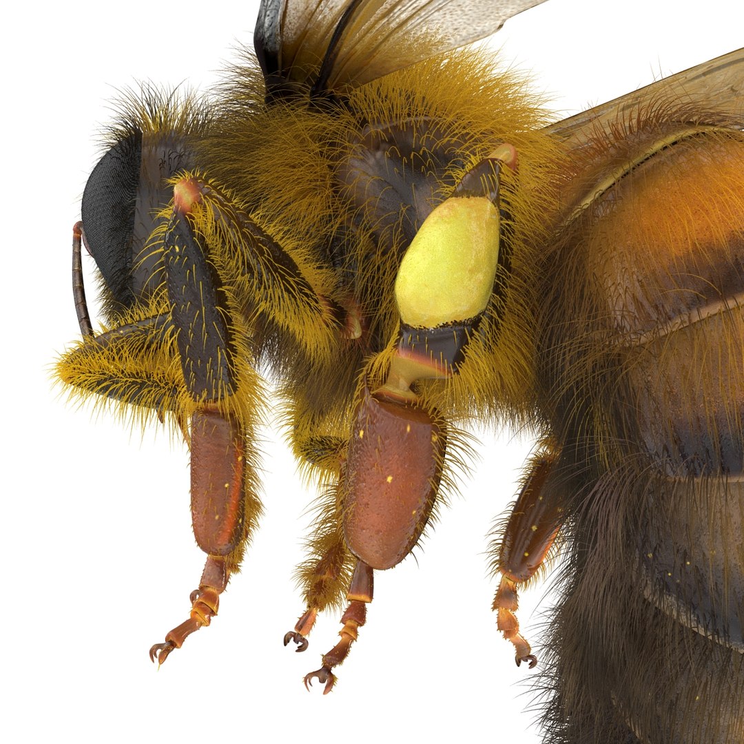 bee pose 3 3d max https://p.turbosquid.com/ts-thumb/qu/iDg9Sg/jOFfksAJ/beevray3dmodel27/jpg/1455093570/1920x1080/fit_q87/5ca59f9d7be467e40d0e2e6cad9c309909fdb712/beevray3dmodel27.jpg