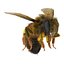 Bee Pose 3
