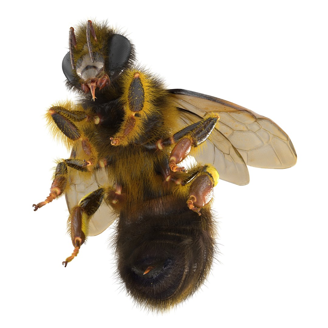 bee pose 3 3d max https://p.turbosquid.com/ts-thumb/qu/iDg9Sg/nJkHcrvO/beevray3dmodel15/jpg/1455093569/1920x1080/fit_q87/50478d4059adea94b4daa063b6536dd29ddb9ff0/beevray3dmodel15.jpg