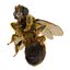 Bee Pose 3