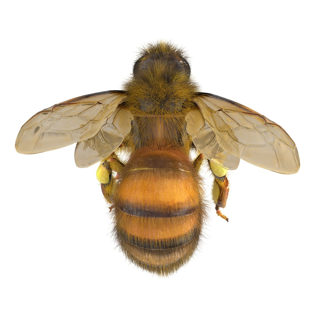 bee pose 3 3d max https://p.turbosquid.com/ts-thumb/qu/iDg9Sg/ovXgBUpu/beevray3dmodel10/jpg/1455093569/1920x1080/fit_q87/b48c0a64ebf8907b6016d13d33f41ae2c0deff5b/beevray3dmodel10.jpg