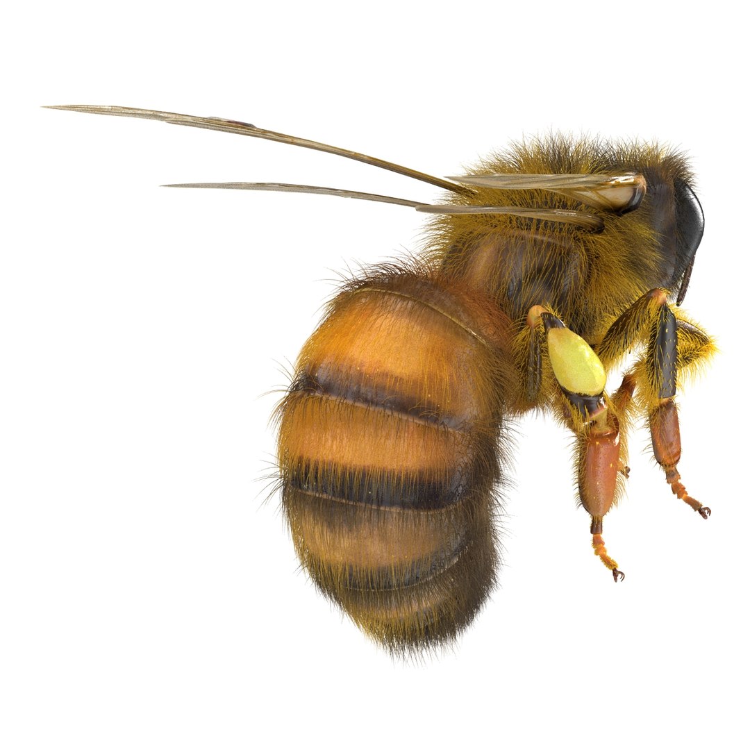 bee pose 3 3d max https://p.turbosquid.com/ts-thumb/qu/iDg9Sg/s7e2PtIc/beevray3dmodel03/jpg/1455093568/1920x1080/fit_q87/26f6a8c850d005cce81830597d9c9ec673d15db9/beevray3dmodel03.jpg