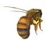 Bee Pose 3