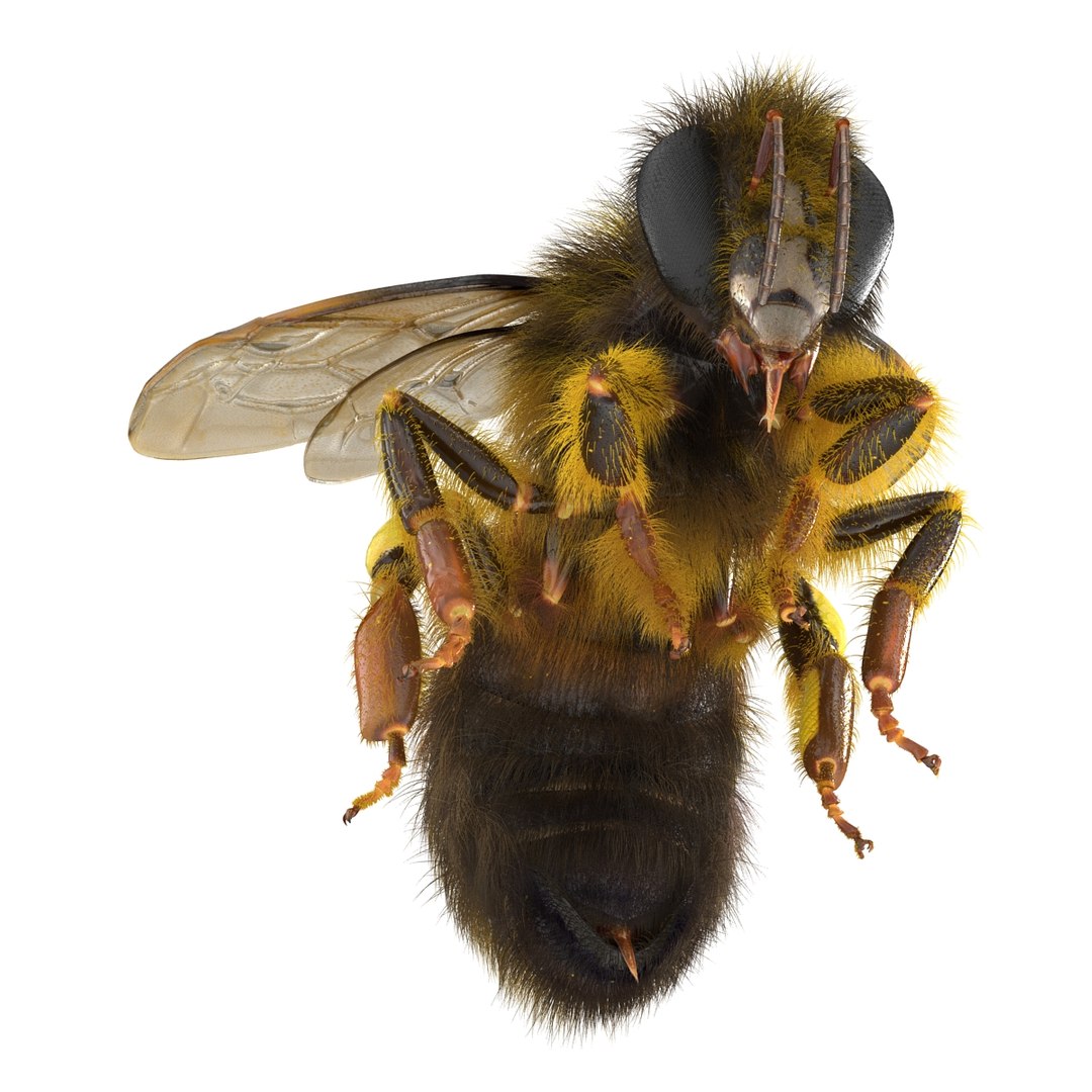 bee pose 3 3d max https://p.turbosquid.com/ts-thumb/qu/iDg9Sg/w2wokJ88/beevray3dmodel04/jpg/1455093568/1920x1080/fit_q87/74c75c6465e4c8ad88759236af056259853b24e9/beevray3dmodel04.jpg