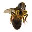 Bee Pose 3
