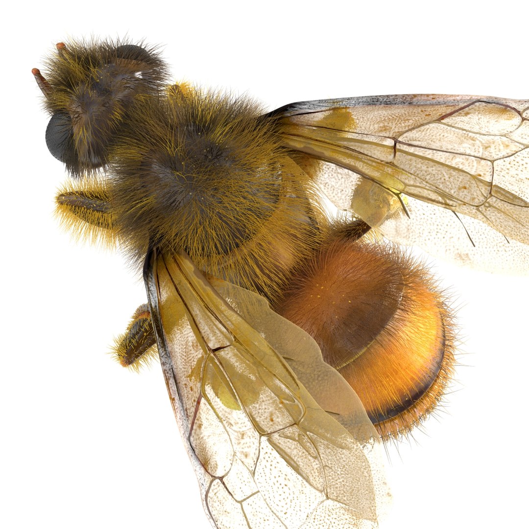 bee pose 3 3d max https://p.turbosquid.com/ts-thumb/qu/iDg9Sg/yVdzu2mQ/beevray3dmodel18/jpg/1455093569/1920x1080/fit_q87/f8491909e1948e59e289eb1d1bab5f5bdc387f6b/beevray3dmodel18.jpg