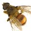 Bee Pose 3