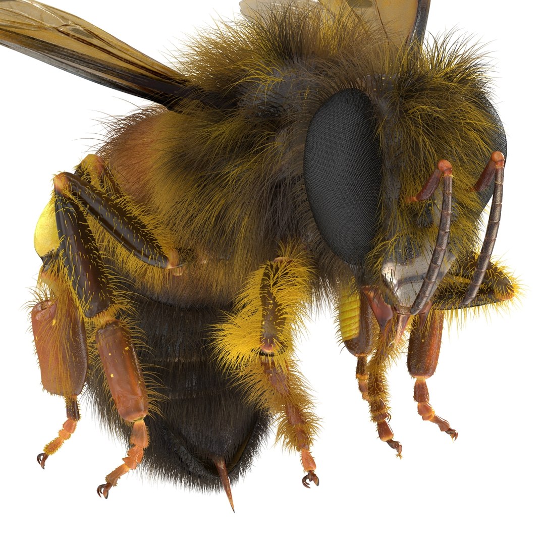 bee pose 3 3d max https://p.turbosquid.com/ts-thumb/qu/iDg9Sg/zP8gkoDF/beevray3dmodel19/jpg/1455093569/1920x1080/fit_q87/3abed14dfb0724cba2654c6d9118864ca6995c5d/beevray3dmodel19.jpg