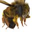 Bee Pose 3