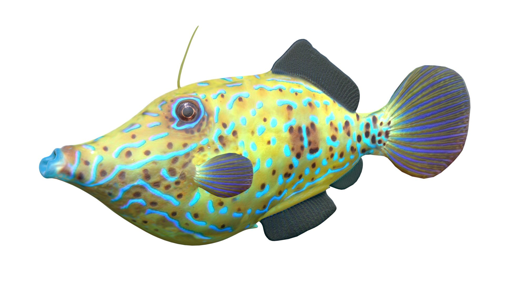 3D 50 Fish Sea Creatures Collection https://p.turbosquid.com/ts-thumb/qu/j5slcA/Sm/1/jpg/1768044881/1920x1080/fit_q87/b4eef96d8b21326ed3befd83706baaeeebc9294e/1.jpg