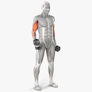 3D Male Muscular System Biceps Curls Animated Rigged for Maya model