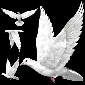 Fully rigged low poly white pigeon dove