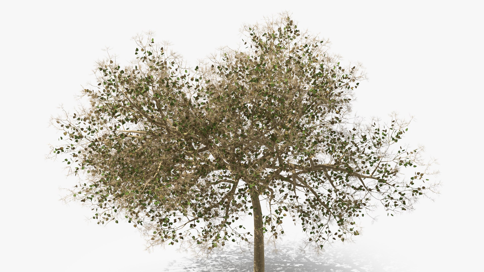Small Pink Lapacho 3D model https://p.turbosquid.com/ts-thumb/qv/5HunGo/AD/smallpinklapachomb3dmodel008/jpg/1620395416/1920x1080/fit_q87/cf6d9641a6e95ebf58370bb3ee6b70525b293184/smallpinklapachomb3dmodel008.jpg