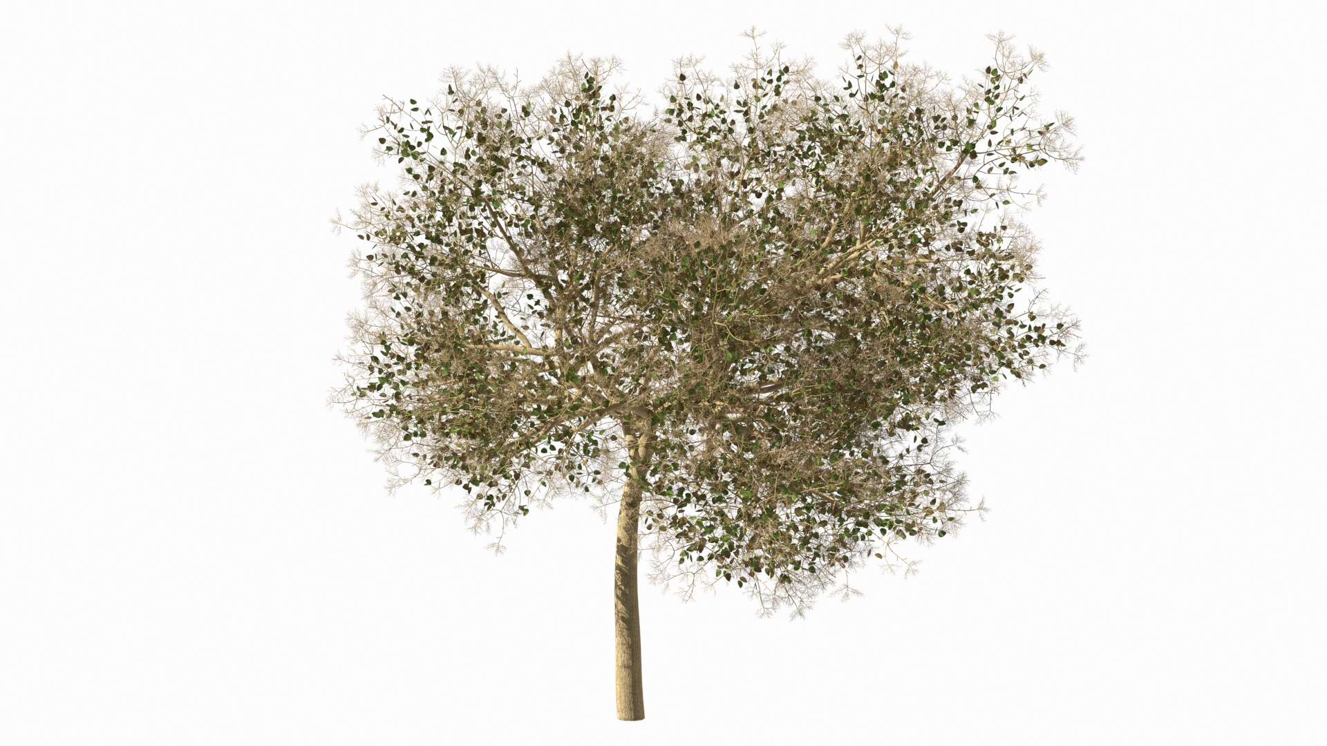 Small Pink Lapacho 3D model https://p.turbosquid.com/ts-thumb/qv/5HunGo/Bo/small_pink_lapacho_360/jpg/1620393440/1920x1080/turn_fit_q99/f442023293e8a4aa529dc26d69bf86fe329e79dd/small_pink_lapacho_360-1.jpg