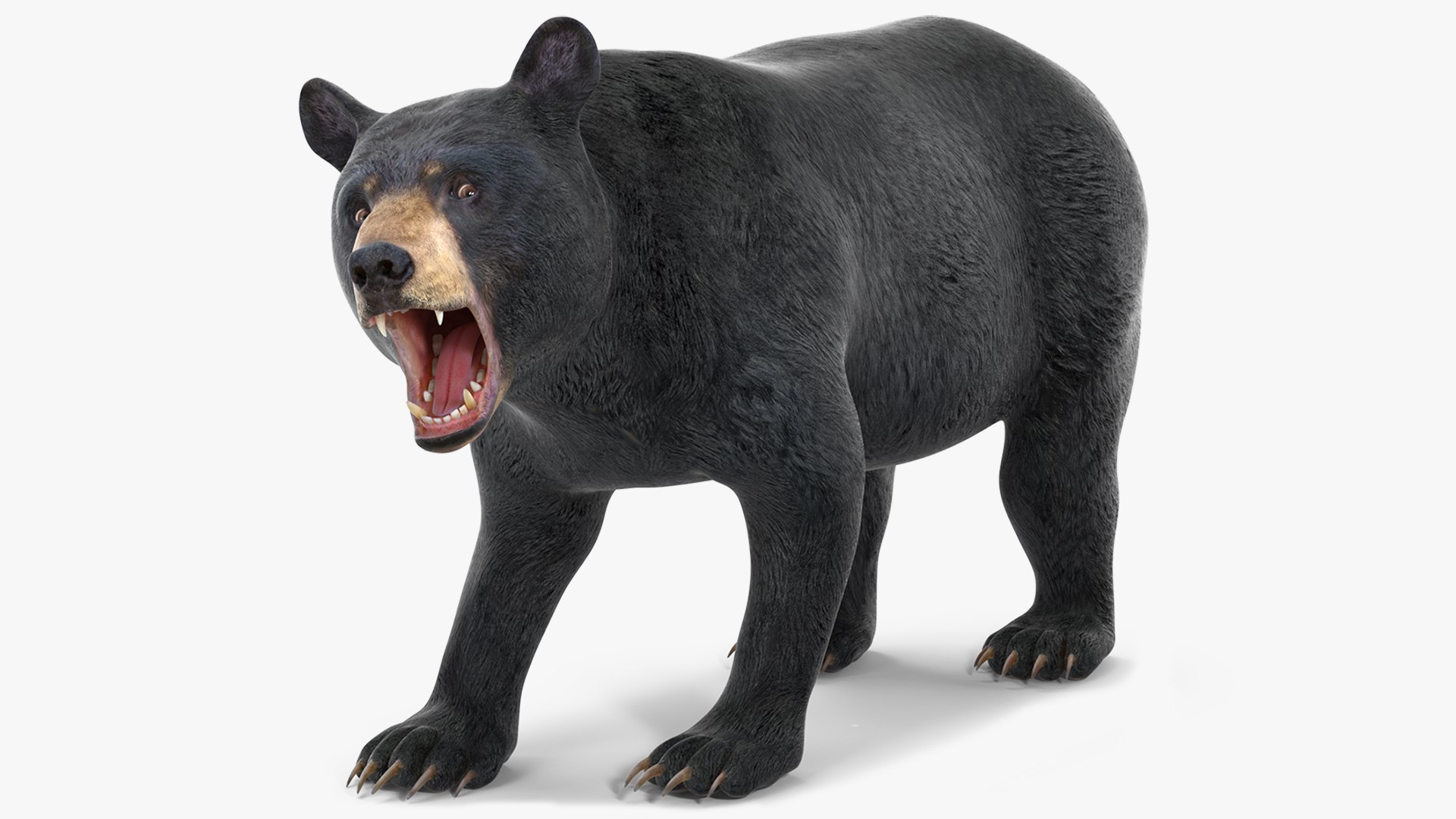 Black Bear Rigged 3D model preview