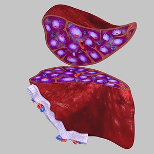 Spleen Anatomy Microscopy Labelled