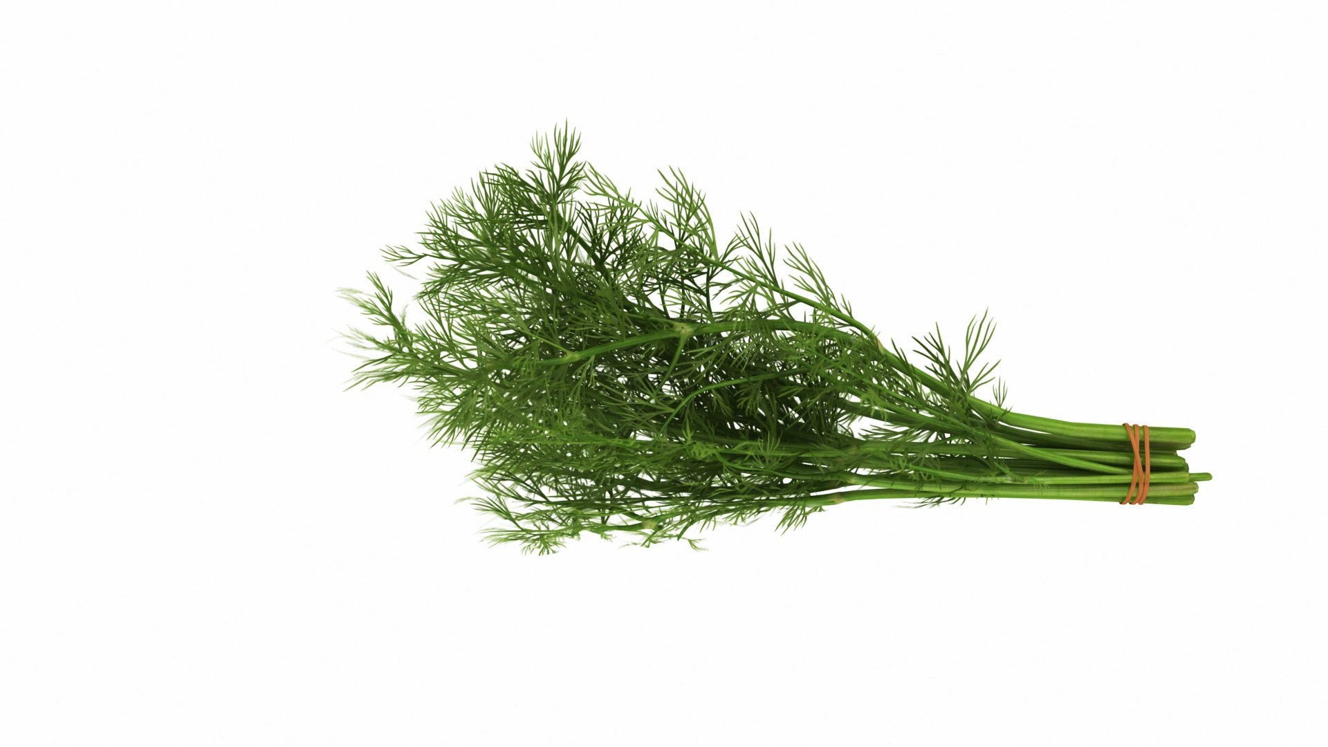 Dill Bunch model https://p.turbosquid.com/ts-thumb/qv/RGy61w/Lj/dillbunch5/jpg/1768630127/1920x1080/fit_q87/281abb26fcc7d4de18459e1e39033a1e521442a6/dillbunch5.jpg