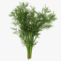Dill Bunch