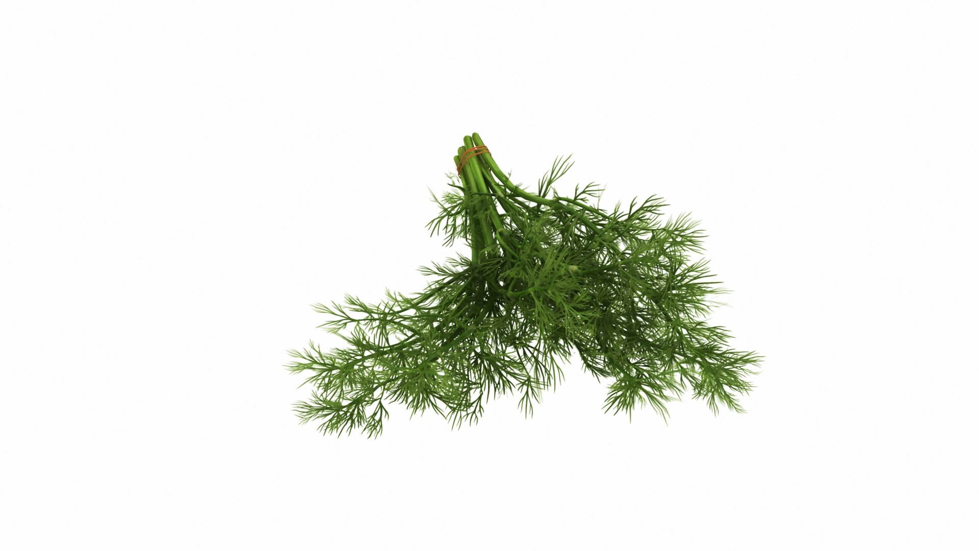 Leafy and Shrub Vegetables 3D https://p.turbosquid.com/ts-thumb/qv/RGy61w/UC/dillbunch4/jpg/1768630222/1920x1080/fit_q87/ebe9c4cff7be216d7745d2f4a65a92bb37a00260/dillbunch4.jpg