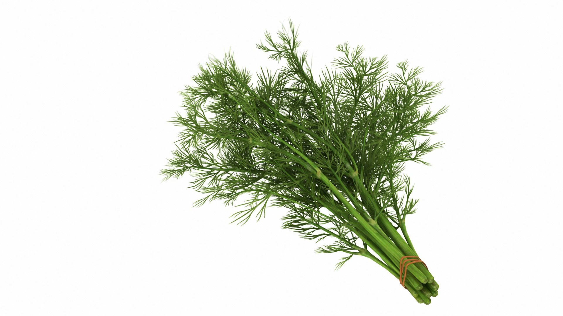 Dill Bunch model https://p.turbosquid.com/ts-thumb/qv/RGy61w/UG/dillbunch1/jpg/1768630128/1920x1080/fit_q87/2e6193164bfff9ab411573ac294d6bfa0e161bd3/dillbunch1.jpg