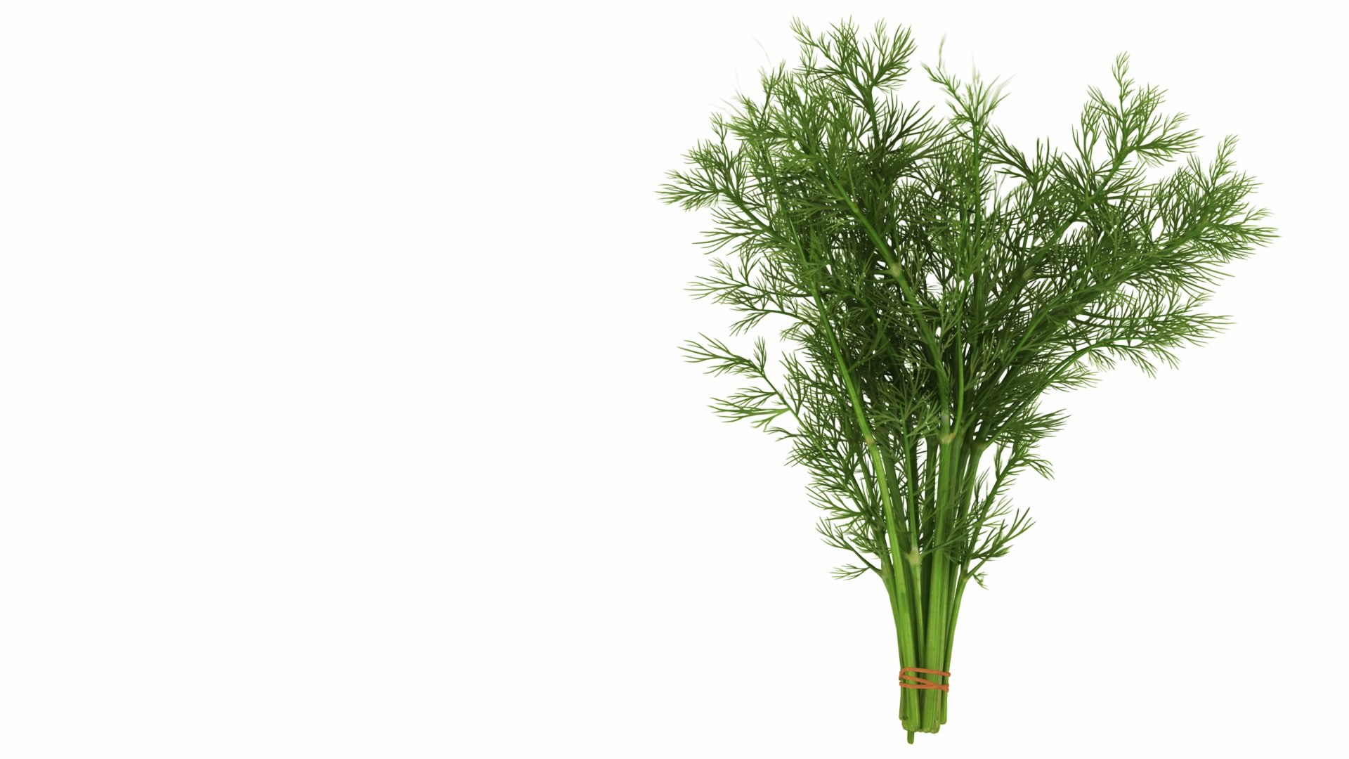 Dill Bunch model https://p.turbosquid.com/ts-thumb/qv/RGy61w/aG/dillbunch2/jpg/1768630129/1920x1080/fit_q87/b80b5f334e18c88fb52fc5084426bd1cff9521bd/dillbunch2.jpg