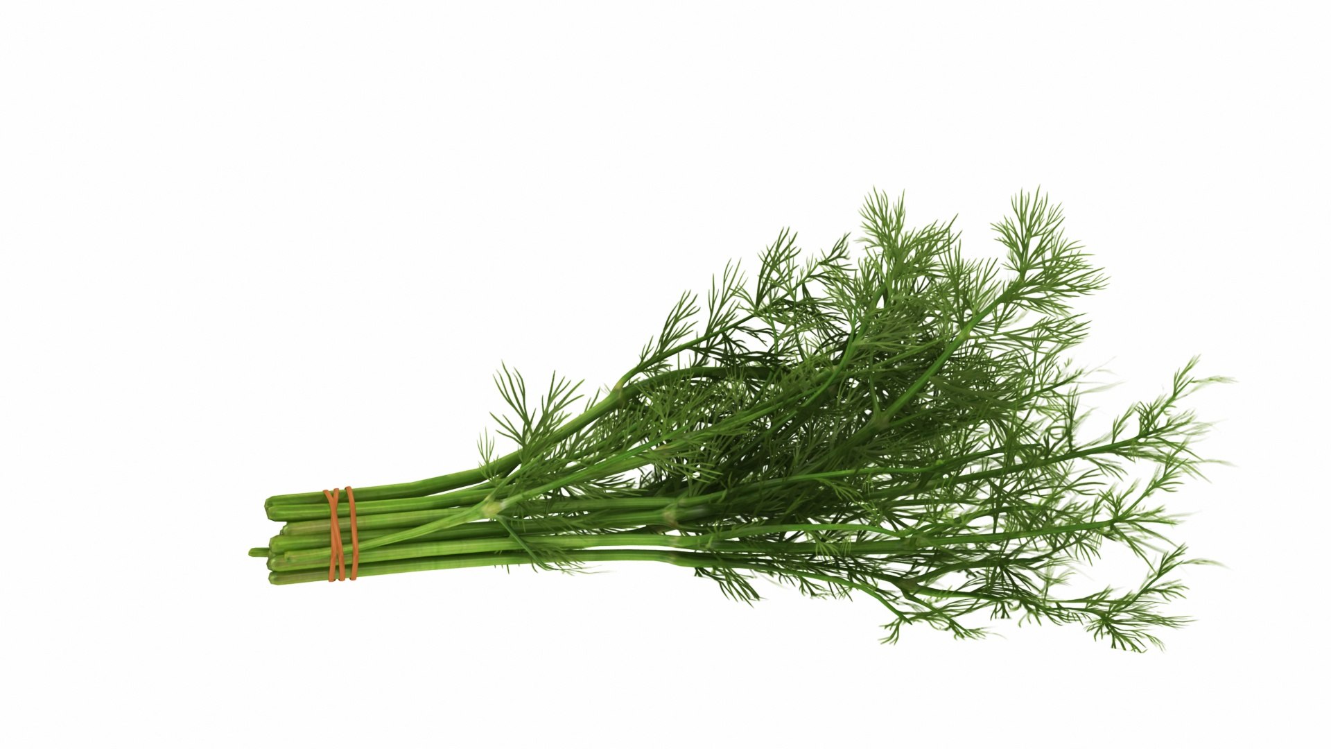 Dill Bunch model https://p.turbosquid.com/ts-thumb/qv/RGy61w/io/dillbunch3/jpg/1768630129/1920x1080/fit_q87/8998e848c5ea26336a0622c28a842ad620031110/dillbunch3.jpg