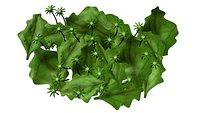 Capsules of marchantia
