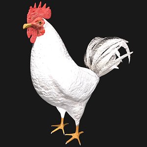 White Rooster Hen Rigged Low Poly