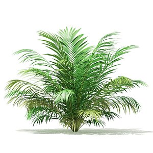 3D golden cane palm tree