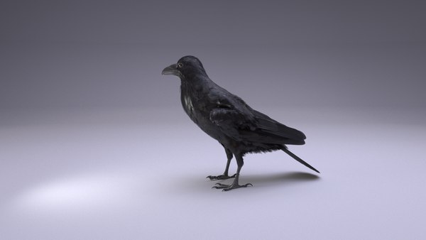 modelo 3d Raven Animated - TurboSquid 2063198