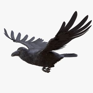 Raven ANIMATED 3D model