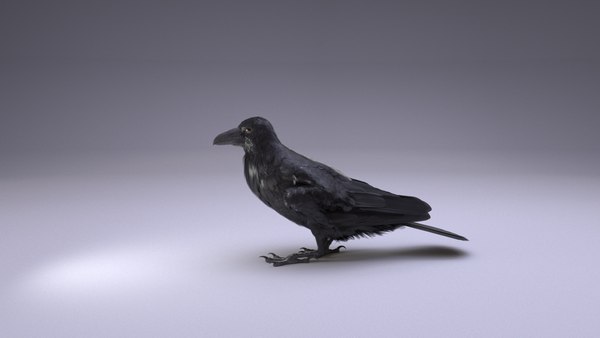 modelo 3d Raven Animated - TurboSquid 2063198
