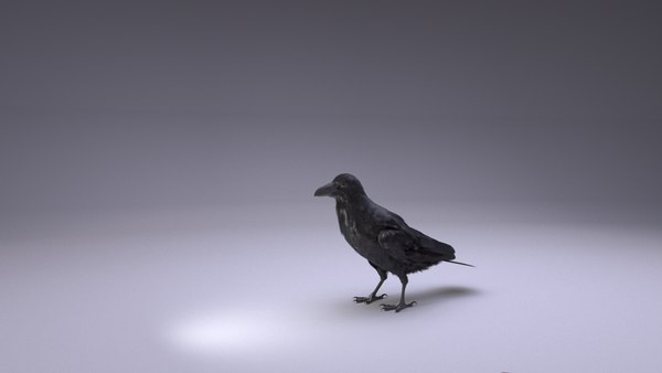 modelo 3d Raven Animated - TurboSquid 2063198