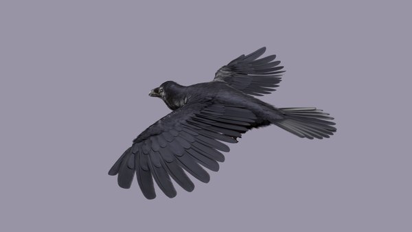 modelo 3d Raven Animated - TurboSquid 2063198