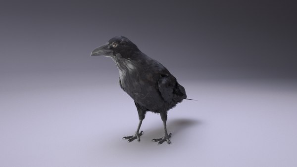modelo 3d Raven Animated - TurboSquid 2063198