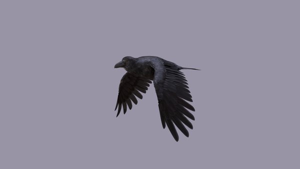 modelo 3d Raven Animated - TurboSquid 2063198