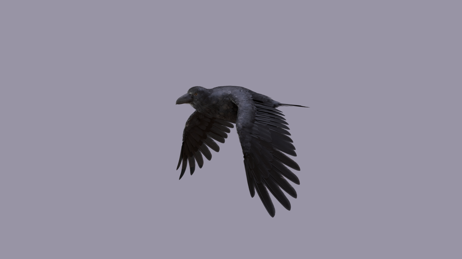 Raven ANIMATED 3D Model - TurboSquid 2063198