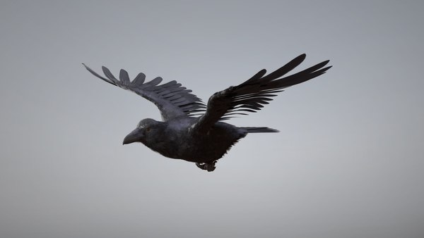 modelo 3d Raven Animated - TurboSquid 2063198