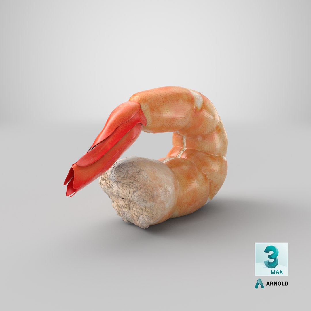 shrimp prawn crustacean 3D model https://p.turbosquid.com/ts-thumb/qv/yBwjwW/GYtZPvs5/stemcell_max_arnold_render/png/1592419824/1920x1080/fit_q87/2a068cd5ab6d64f5a5f61e1c53fad72e389b5894/stemcell_max_arnold_render.jpg