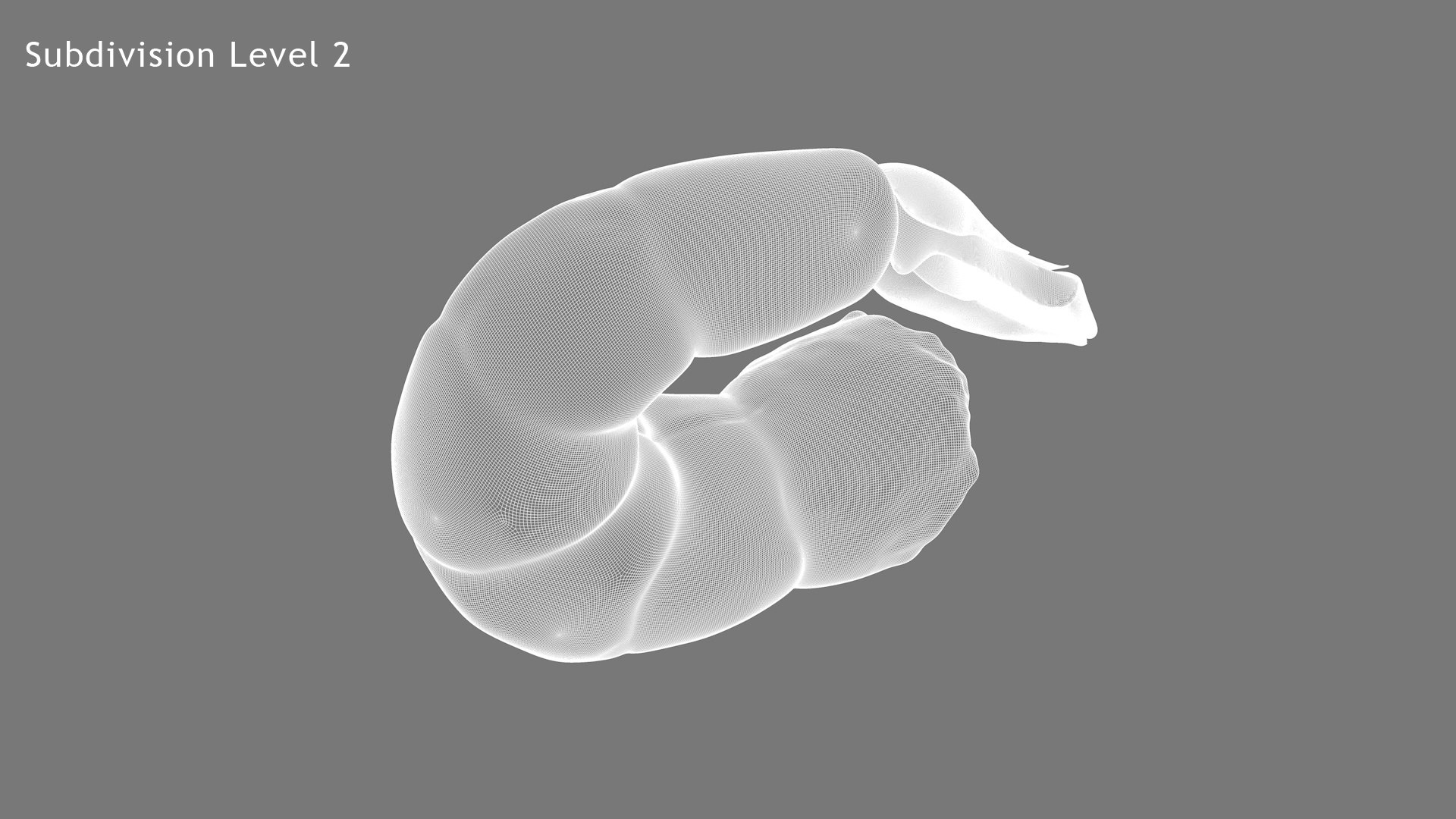 shrimp prawn crustacean 3D model https://p.turbosquid.com/ts-thumb/qv/yBwjwW/p8EIaldC/wf8/jpg/1592130379/1920x1080/fit_q87/c19b89d27350c68a9b85e89a59d5b59f757ded08/wf8.jpg