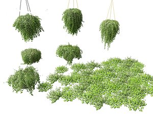 Dichondra repens - Kidney Weed