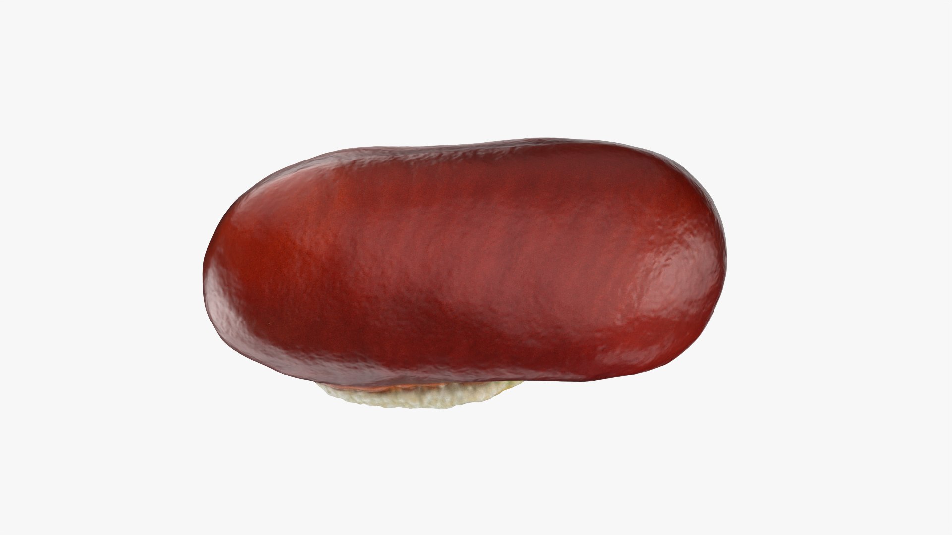 3D Adzuki Bean https://p.turbosquid.com/ts-thumb/qw/6tmQfD/J0/adzukibean_0006/png/1764015476/1920x1080/fit_q87/748e340519c0401653e8242ea594b68f89139478/adzukibean_0006.jpg