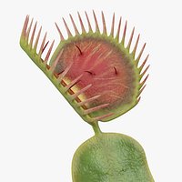 Venus Flytrap Dionaea Muscipula Rigged for Cinema 4D