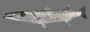 fish games 3d model