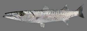 Barracuda