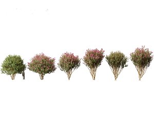 Lagerstroemia indica - Crepe Myrtle 02 3D model