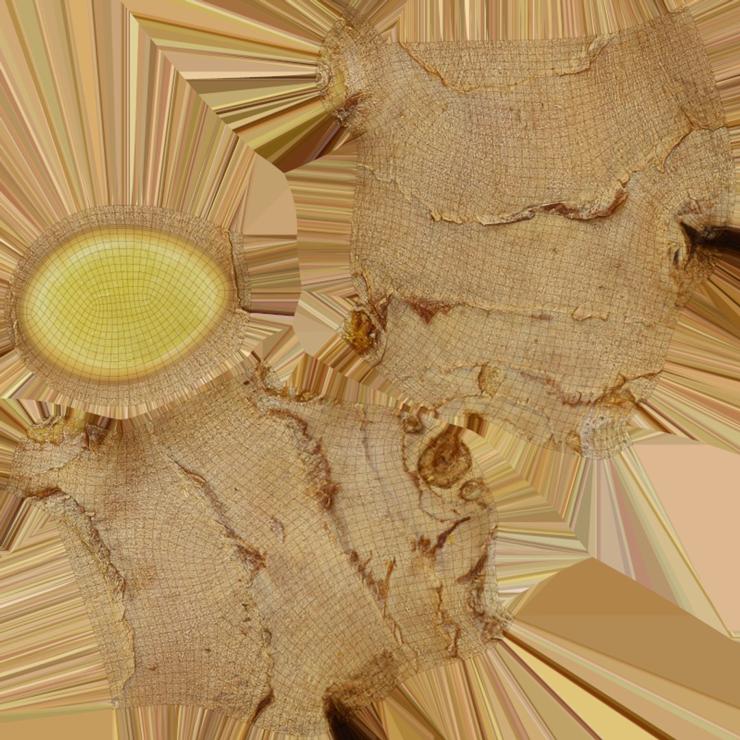 3D model Fresh Ginger Root Slices https://p.turbosquid.com/ts-thumb/qw/R1Nljh/fn/model_0015/png/1771752866/1920x1080/fit_q87/c19c04ade7849ca83b08d120b9644d047977012e/model_0015.jpg