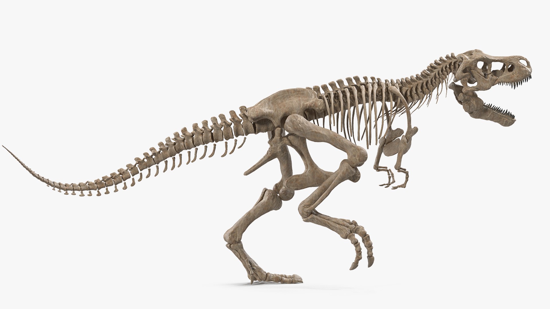 Tyrannosaurus Rex with Skeleton Fossil Rigged Collection for Maya 3D model preview