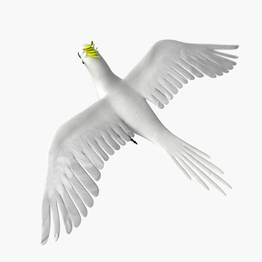 3d model 5 animation https://p.turbosquid.com/ts-thumb/qw/lWORBE/YnIOHr4K/cockacmlth05.jpg3d3be1b6225b404aaf87c31d36d9d7c0large/jpg/1407095021/1920x1080/fit_q87/88fbc31fe1974e6f74ffb332d301da420a528c40/cockacmlth05.jpg3d3be1b6225b404aaf87c31d36d9d7c0large.jpg