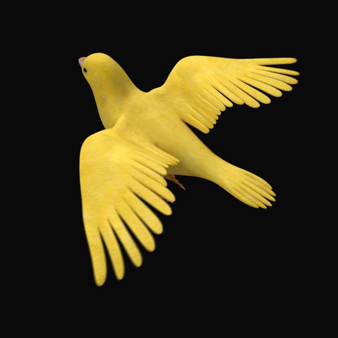 3d model 5 animation https://p.turbosquid.com/ts-thumb/qw/lWORBE/sQLqr54P/canaryrender03.jpg0682f63e17b84722967688051e15c75alarge/jpg/1407095020/1920x1080/fit_q87/048bb309d613dcd5db72b285eaa48b32f7aa46e4/canaryrender03.jpg0682f63e17b84722967688051e15c75alarge.jpg